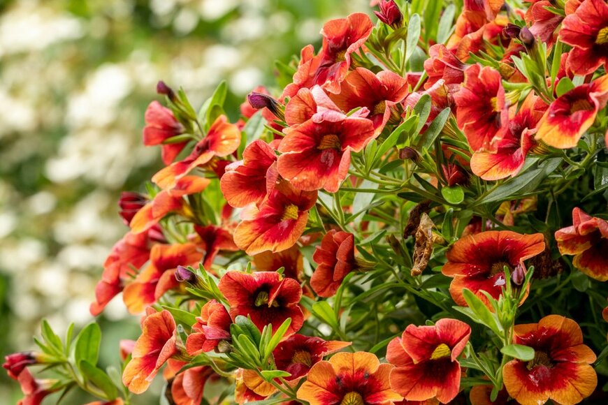 カリブラコア（Danita Delimont/shutterstock.com）