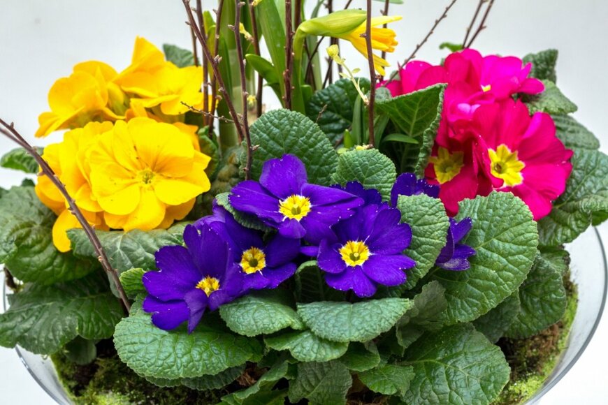 【早春の寄せ植え】たった3つの花でキマる！おすすめの「センスのいい組み合わせ例」で映え玄関に