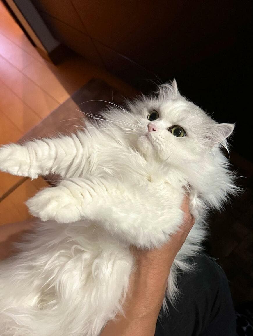 出所：@NEKOLAND13