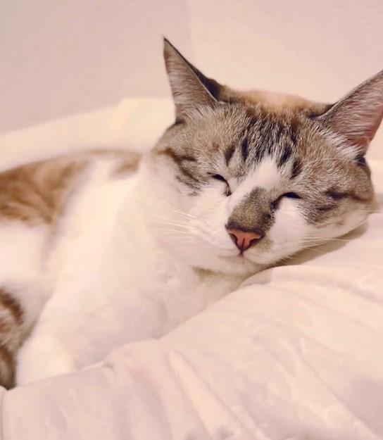 出所：@piennekomint