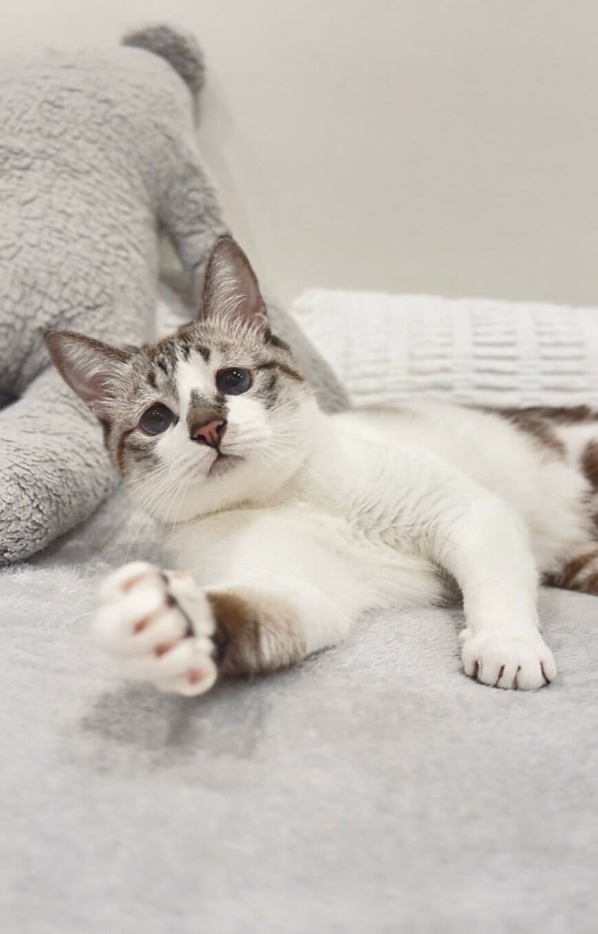 出所：@piennekomint