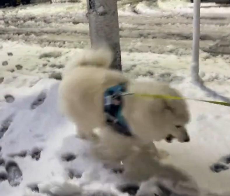 出所：@samoedsoran