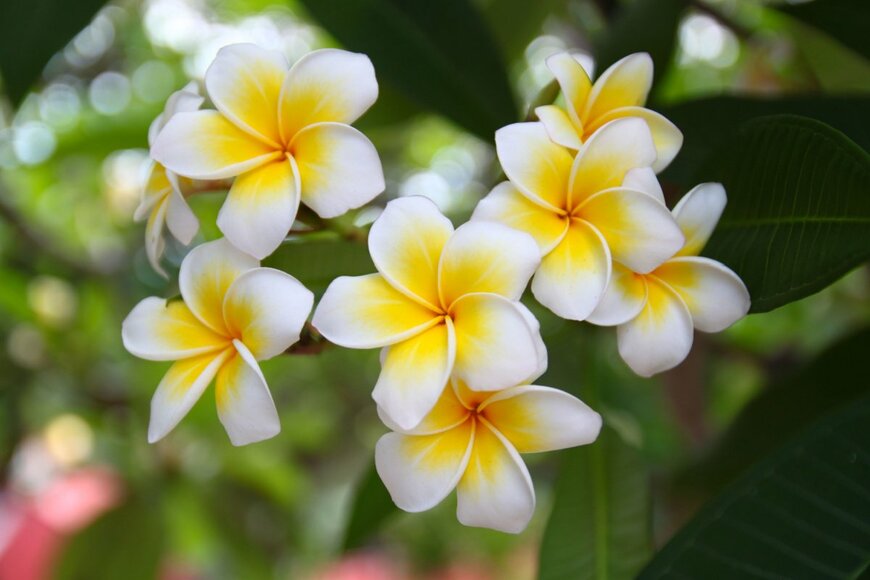 Noohmad/shutterstock.com