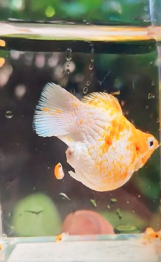 「小魚をウンチで出した」魚のお腹から稚魚が誕生 意外な出産方法にびっくりする声が続々