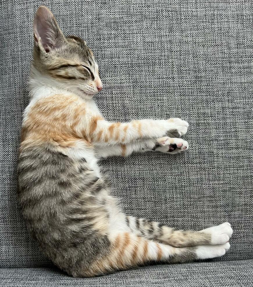 横になって眠る猫ちゃん　浮かび上がった文字がかわいすぎると話題