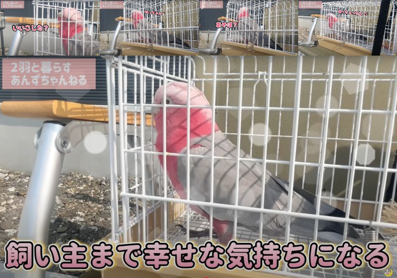 出所：@anz_omomiri