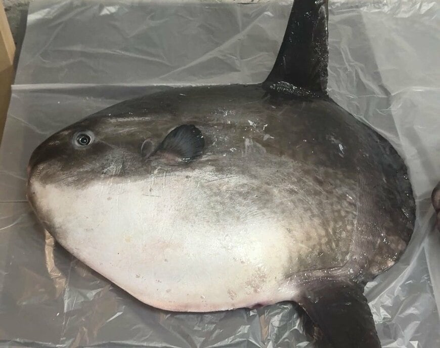 マンボウの骨格標本を制作してみたら…普段の姿からは想像できない「不思議な骨格構造」に注目する声が続出