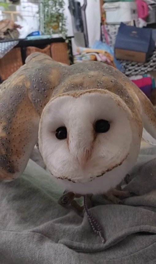 出所：@miki4wan108