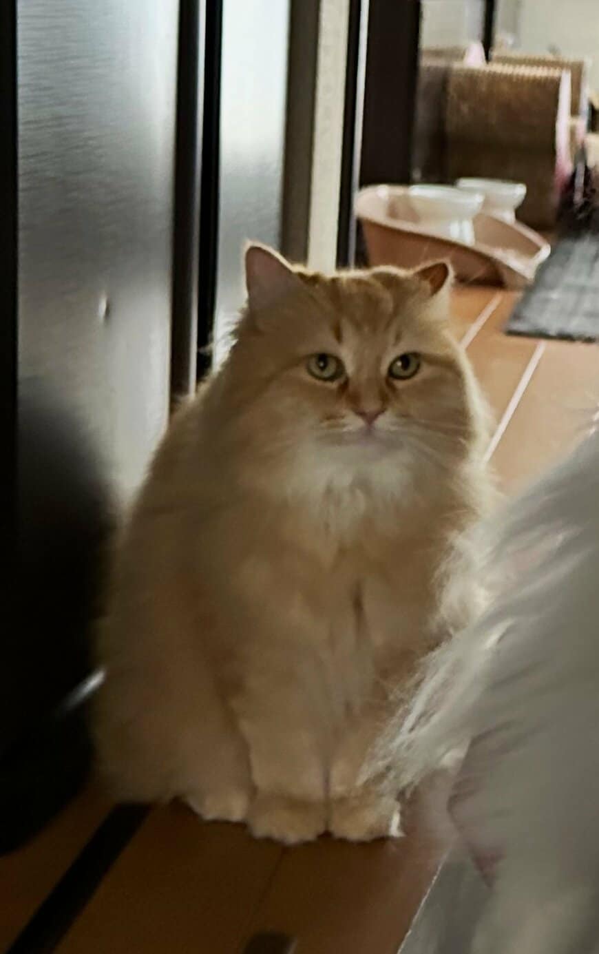 出所：@NEKOLAND13