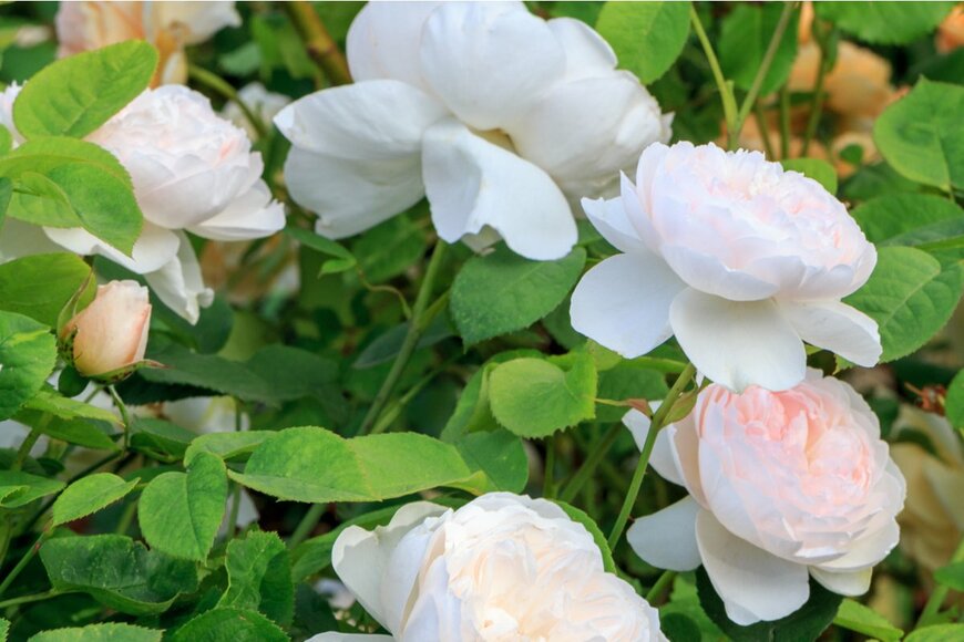 Olga_Ionina/istockphoto.com