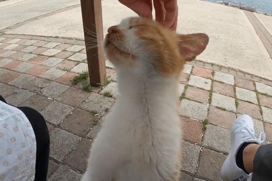 出所：@nekosanpoch