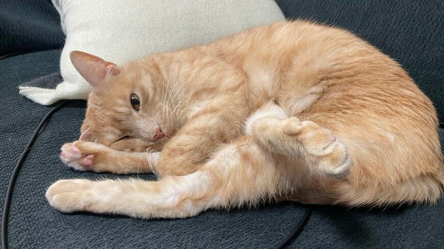 出所：＠Teagle_Noir