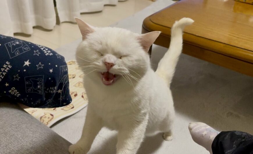 出所:@wataneko_tsuki