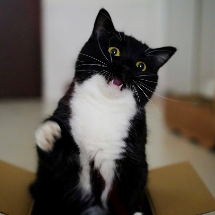 出所：＠unicouniuni3