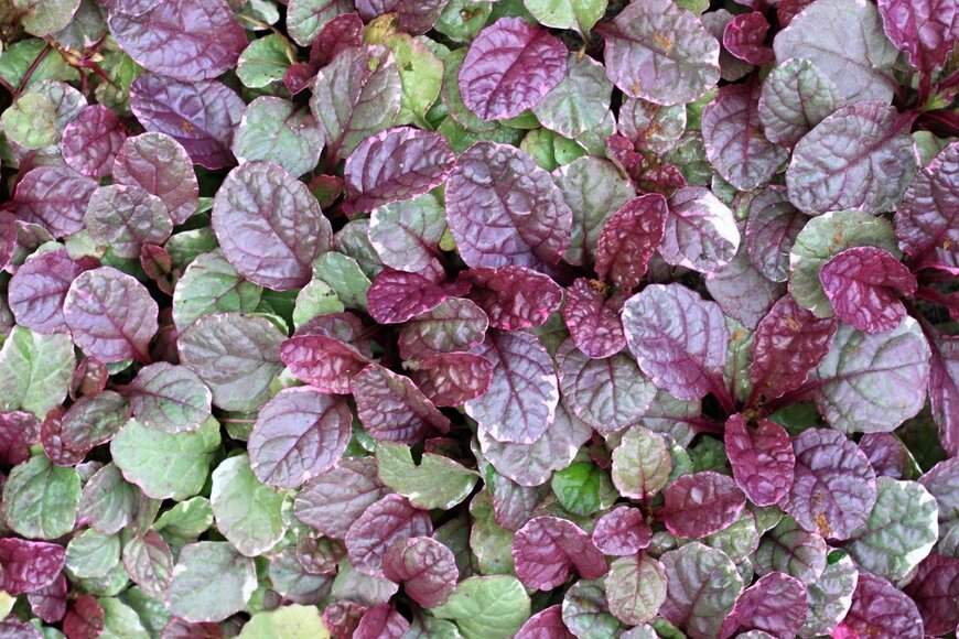 svehlik/istockphoto.com