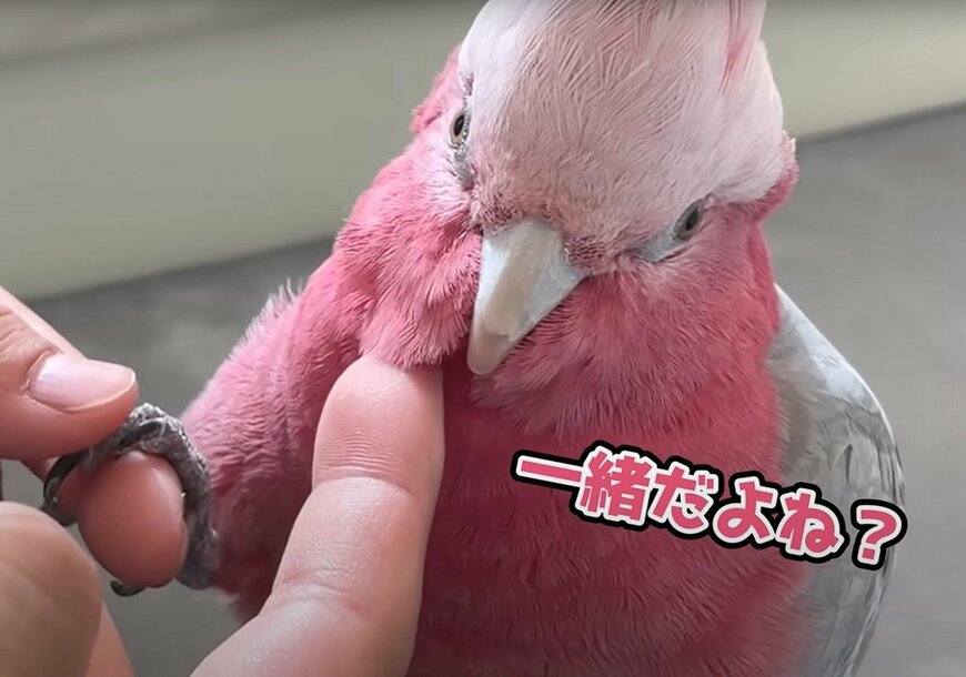 【拗ねるモモイロインコ】パパが出かけてしまうと知った途端に激おこになるインコに2500いいね！