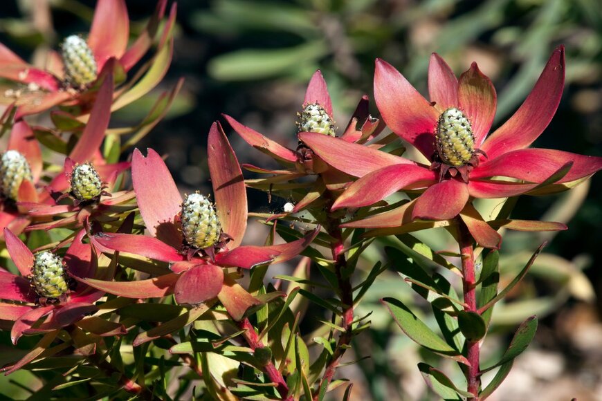 リューカンデンドロン　emamiel62/shutterstock.com