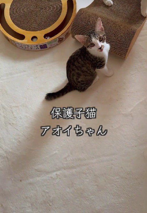 出所：＠lumi.towncat