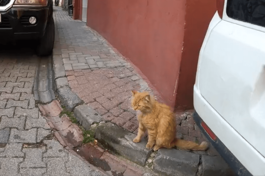 トルコ・イスタンブールで撮影された1匹の猫　最初は素っ気ない態度だったが…