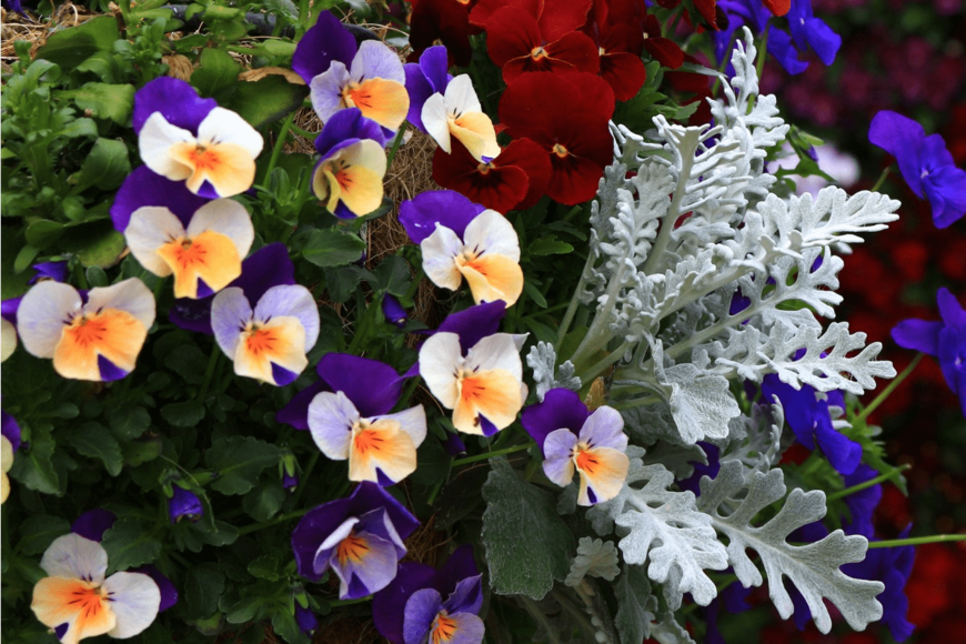 【ガーデニング】パンジー・ビオラは今が旬。冬の花との寄せ植え「お洒落系パターン」5選