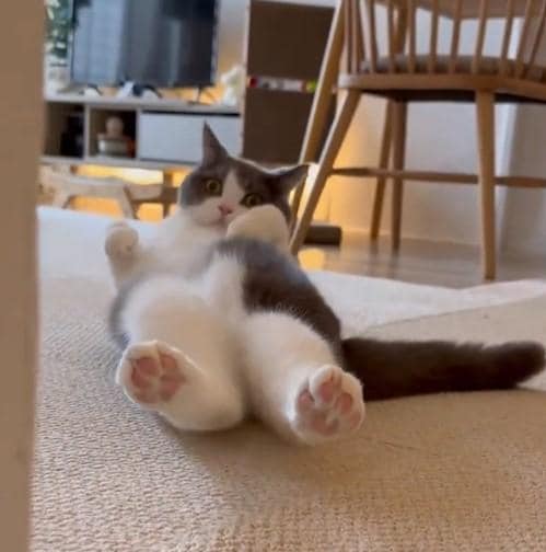 のぞくような猫