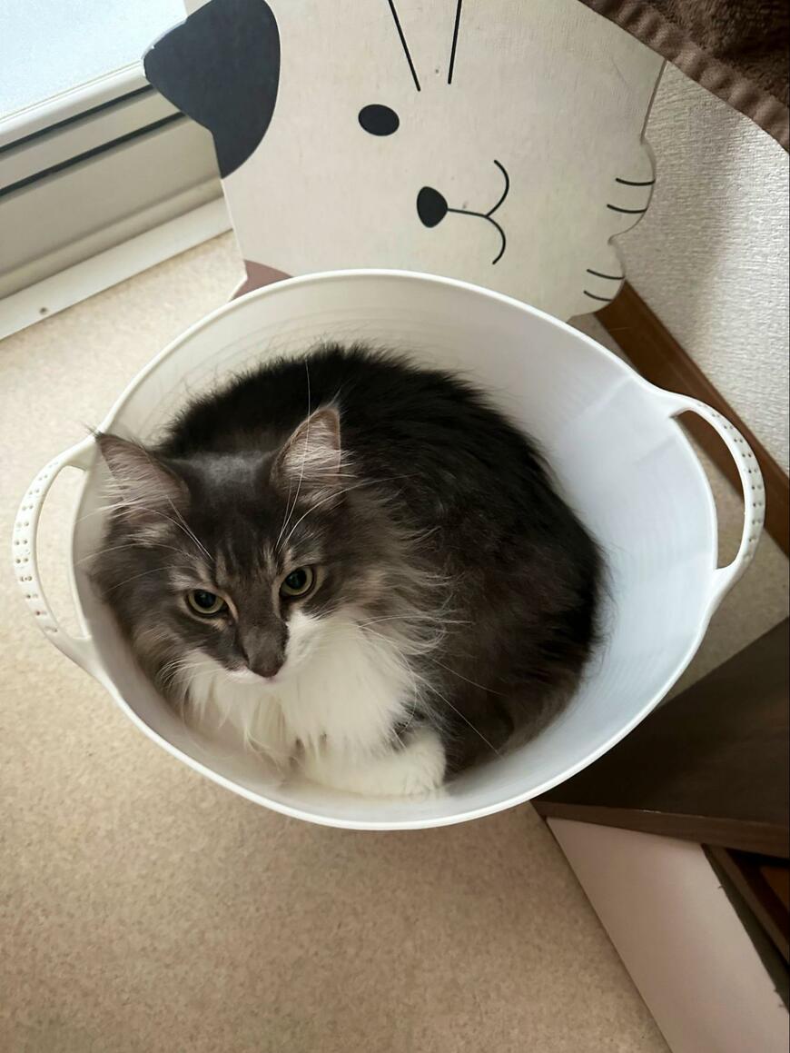 洗濯カゴの中の猫