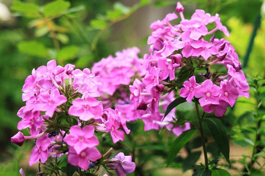 ピンクの花を咲かせている、宿根フロックス