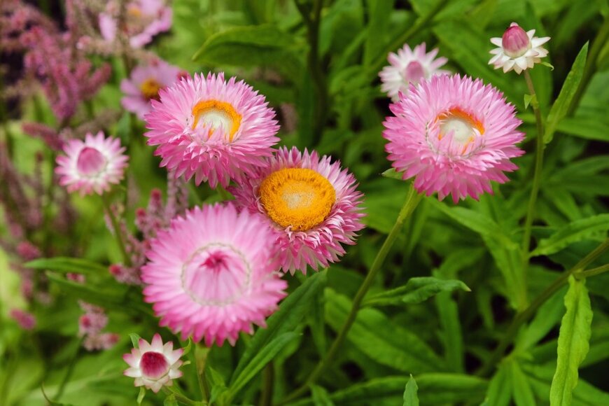 ピンクの花を咲かせている、ヘリクリサム