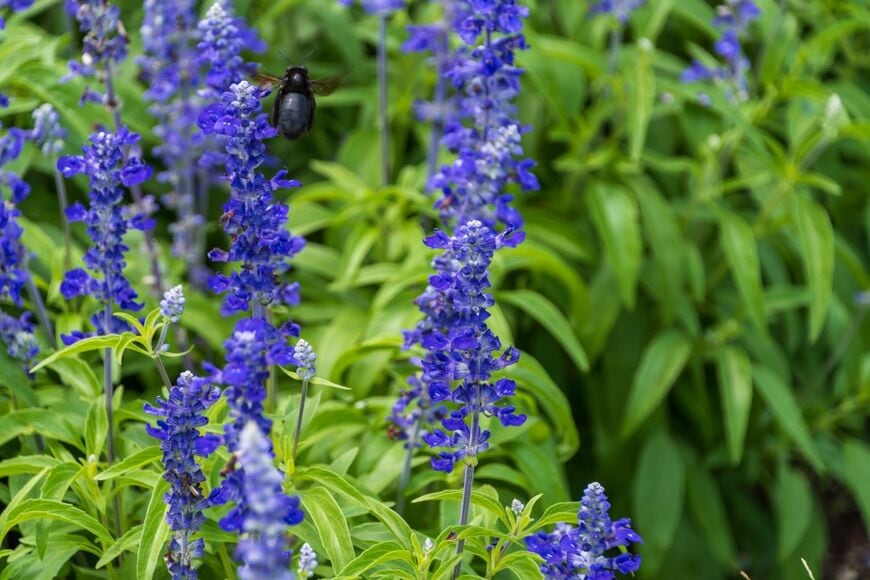 寒色系の花色が涼やかな「ブルーサルビア」