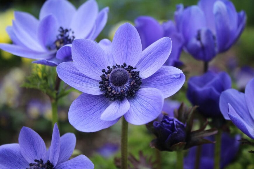 紫のアネモネの花のアップ画像