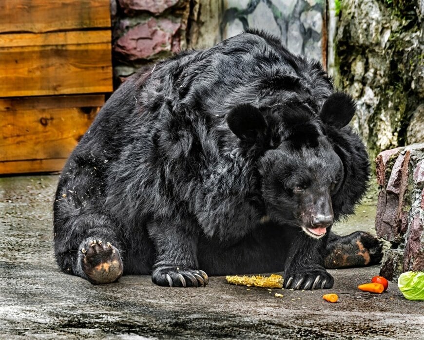 トウモロコシを食べているツキノワグマ