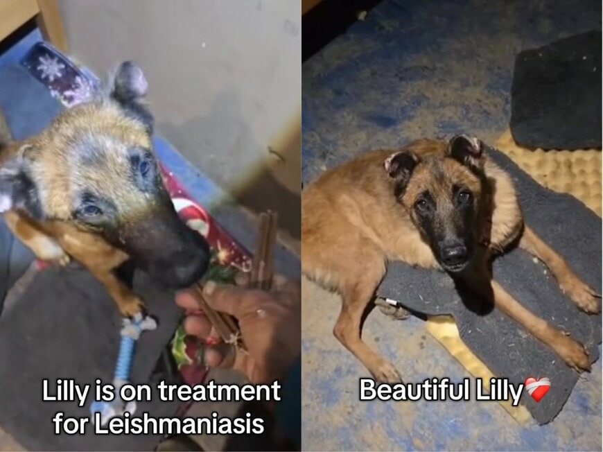 出所：<u><a href="https://www.instagram.com/p/DXqu8KZCPx9/" target="_blank">@bronxfamiliaanimalshelter</a></u>