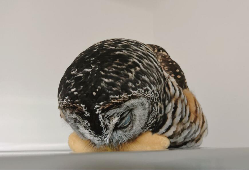 投稿動画のワンシーン