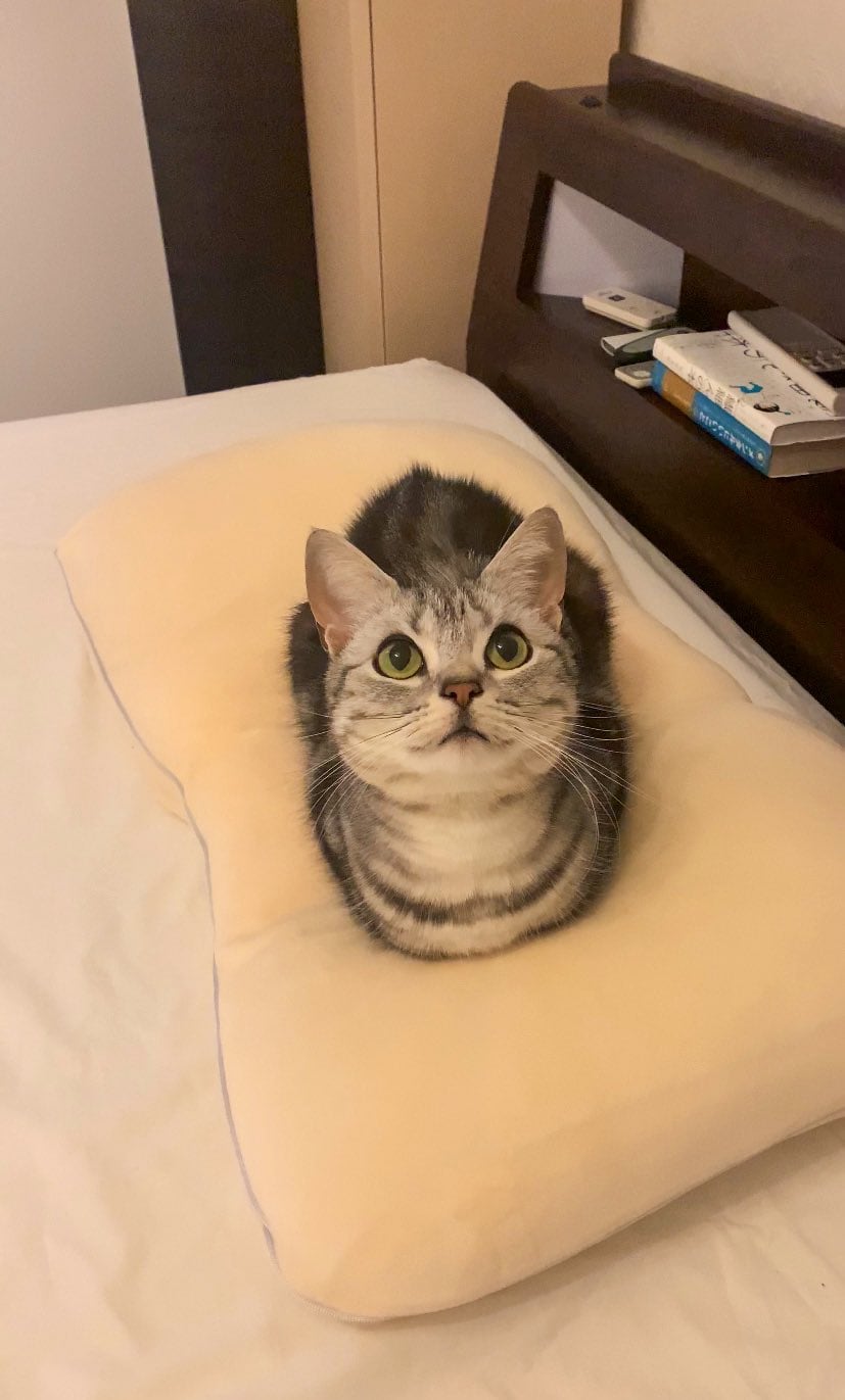 枕と猫