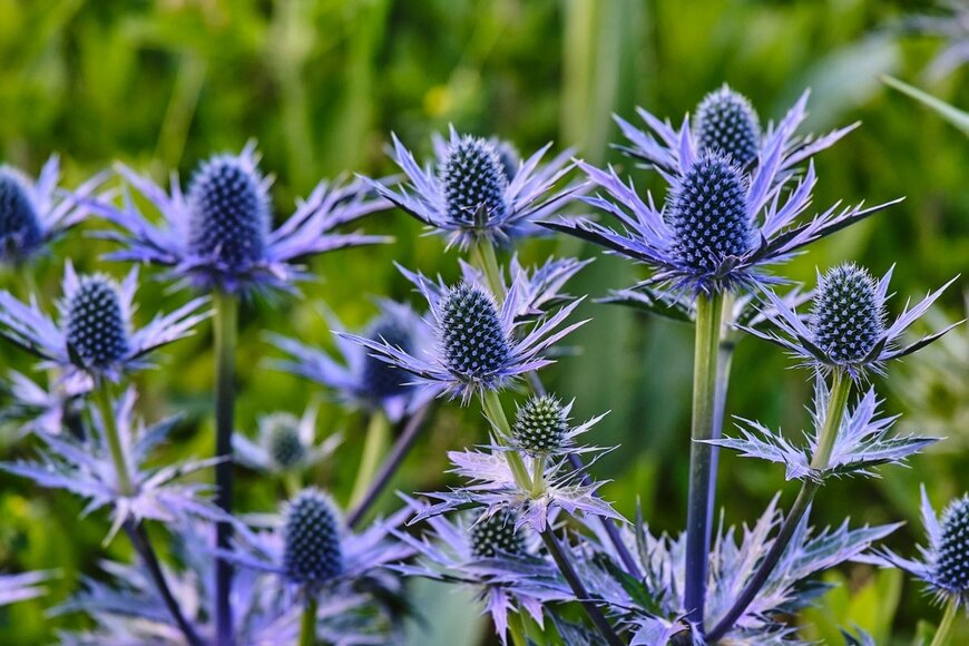 青い花を咲かせている、エリンジウム