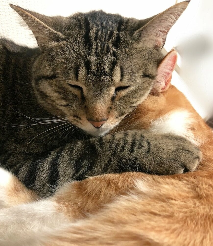 2匹の猫