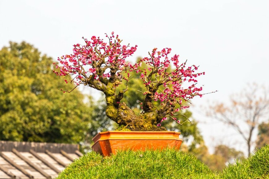 ウメの盆栽