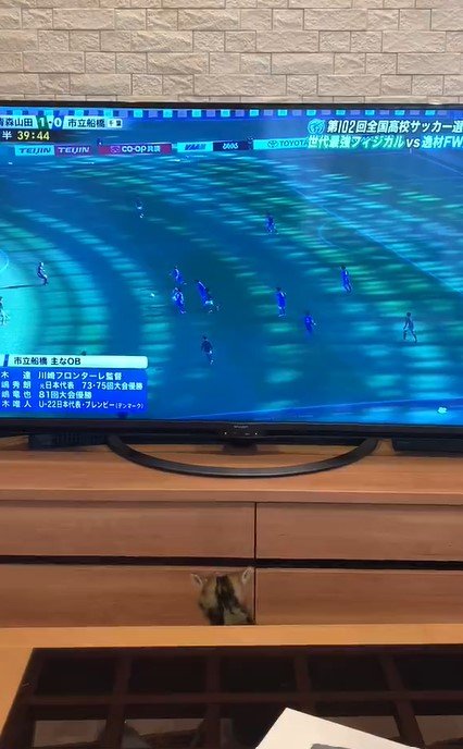 テレビ台の下の猫