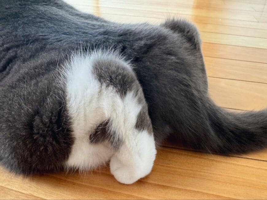 クラウチングスタートの猫