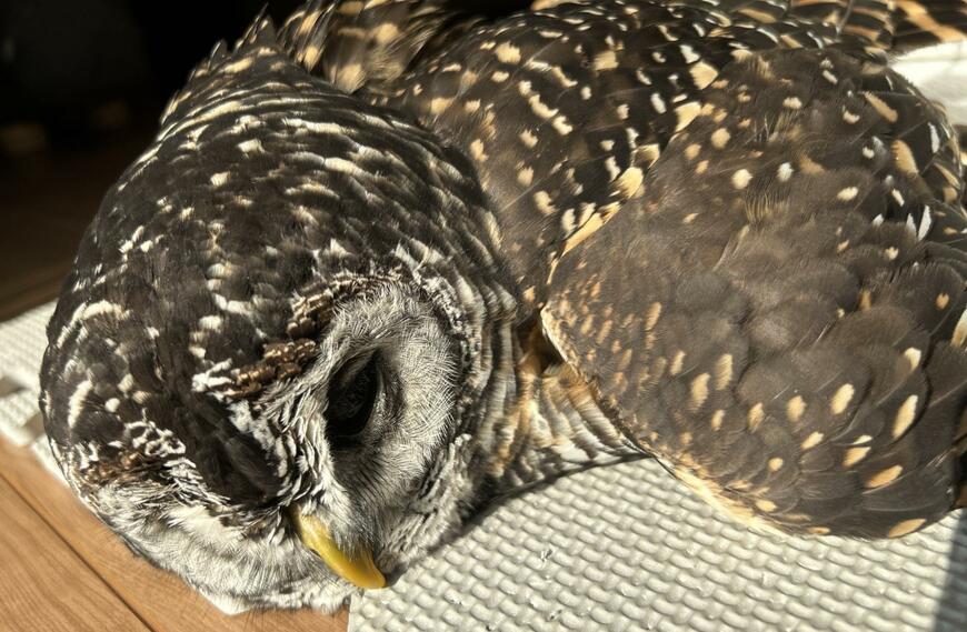 投稿動画のワンシーン