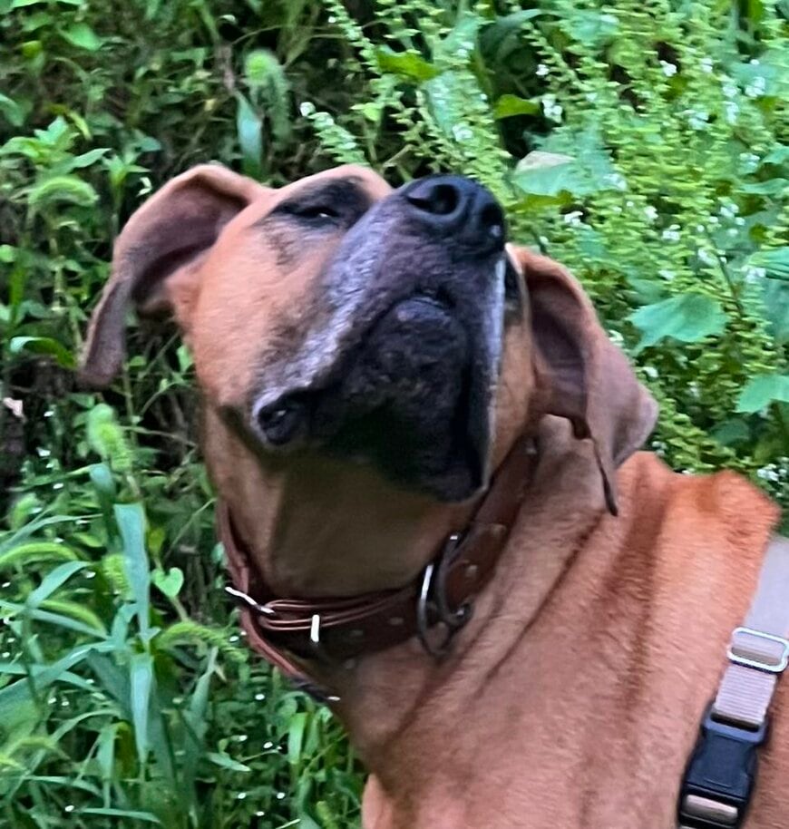 ポーズをとる犬