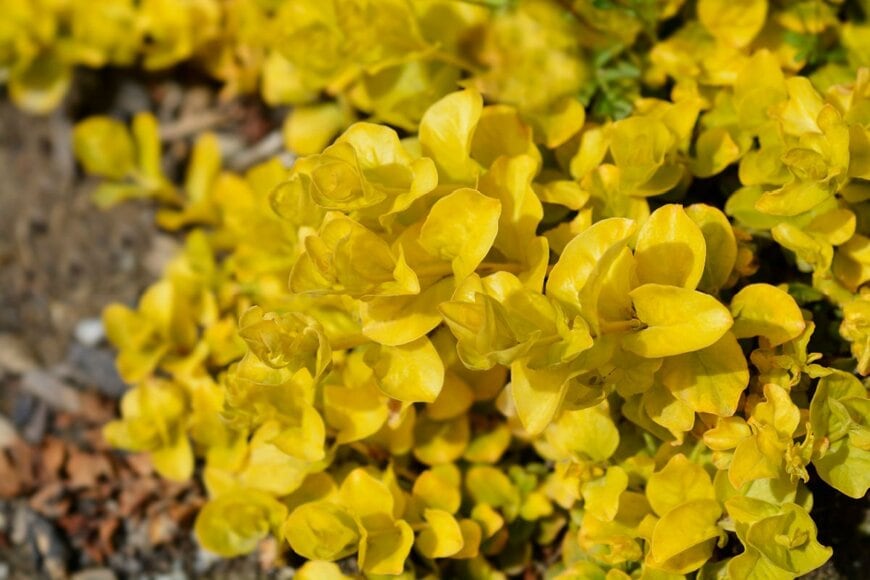 黄色の葉を生やしているリシマキア・ヌンムラリア