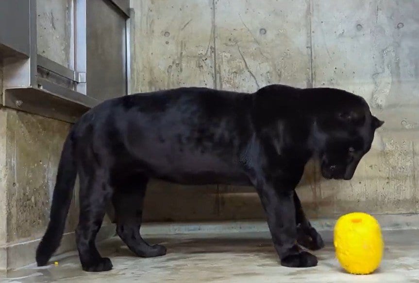 神戸市立王子動物園