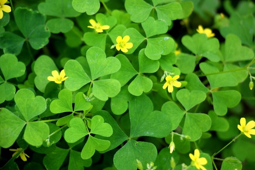 黄色い小花を咲かせているオキザリス