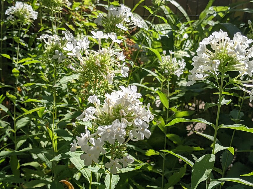 淡いクリーム色やピンク色のクリスマスローズの花