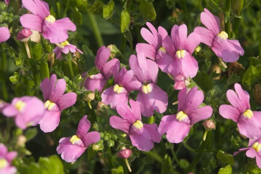 ピンクのネメシアの花