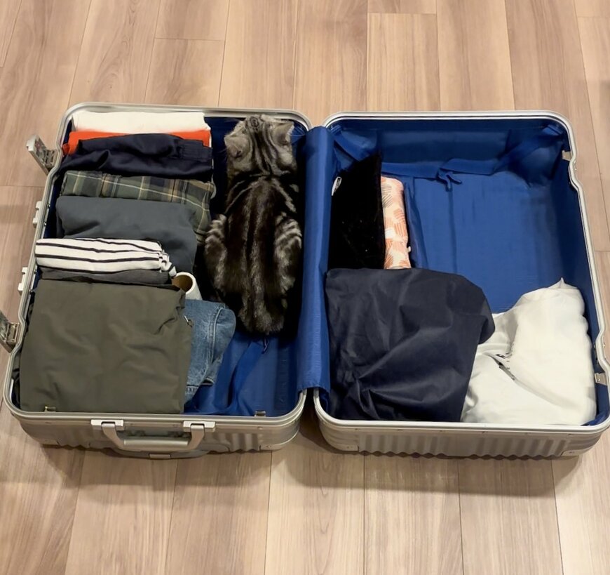 キャリーケースの中の猫