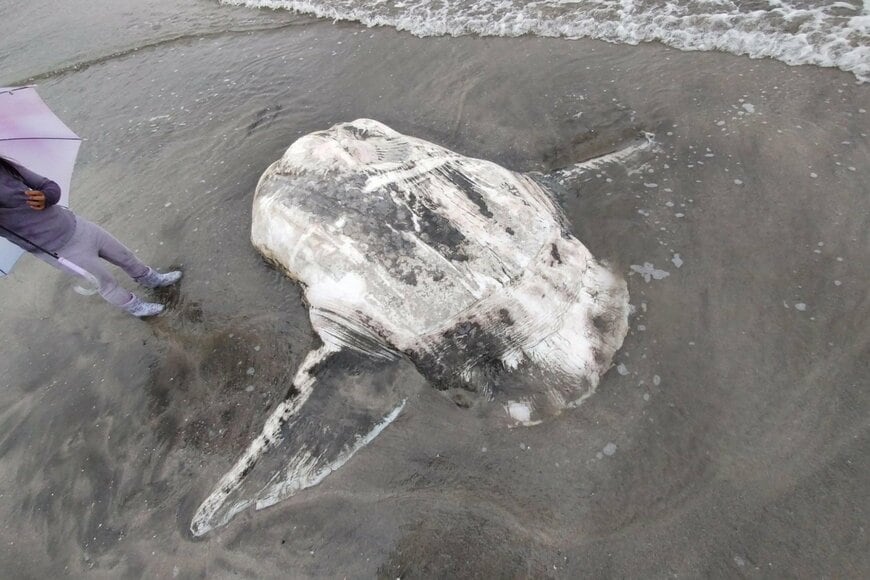 海辺の海岸で撮影された1枚