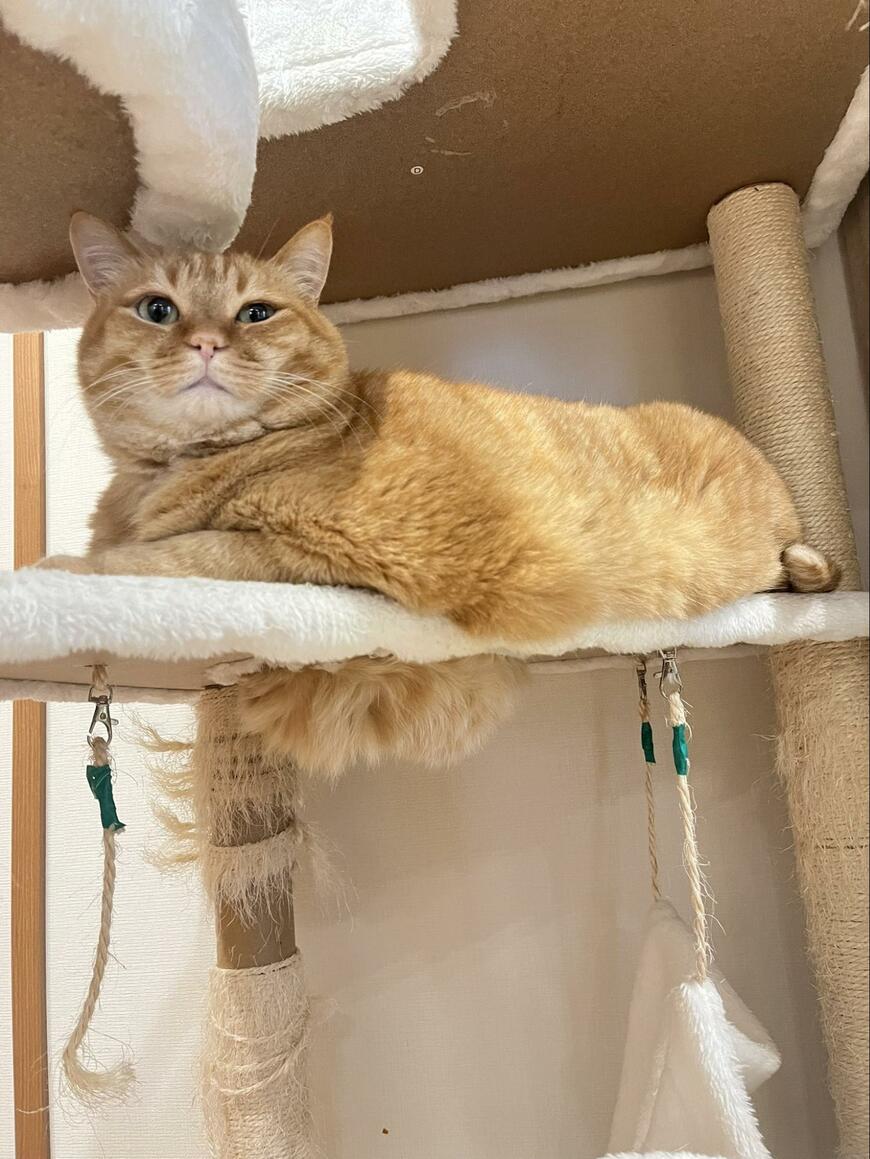 キャットタワーと猫