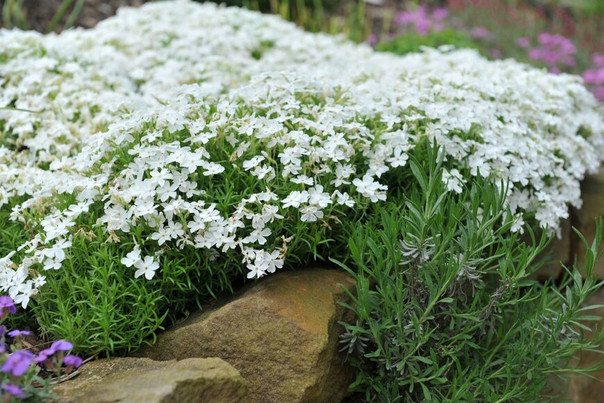 白い花が満開のシバザクラ